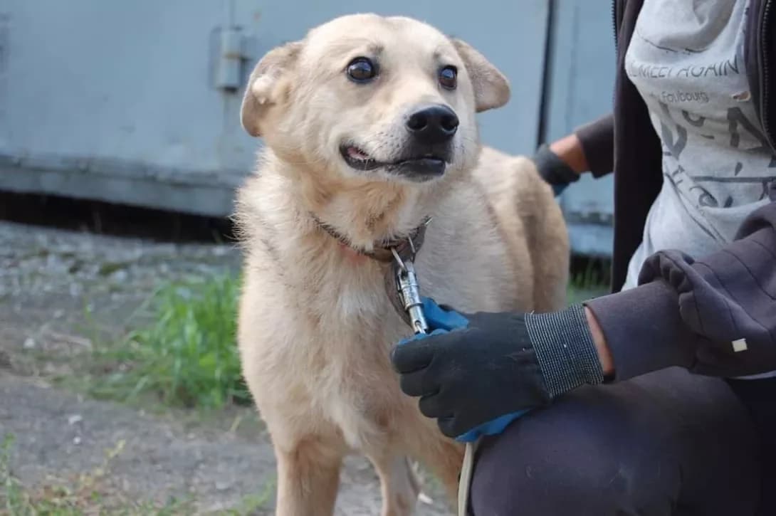 Benya (Беня), Mixed Breed (Happy Paw Kyiv Oblast)