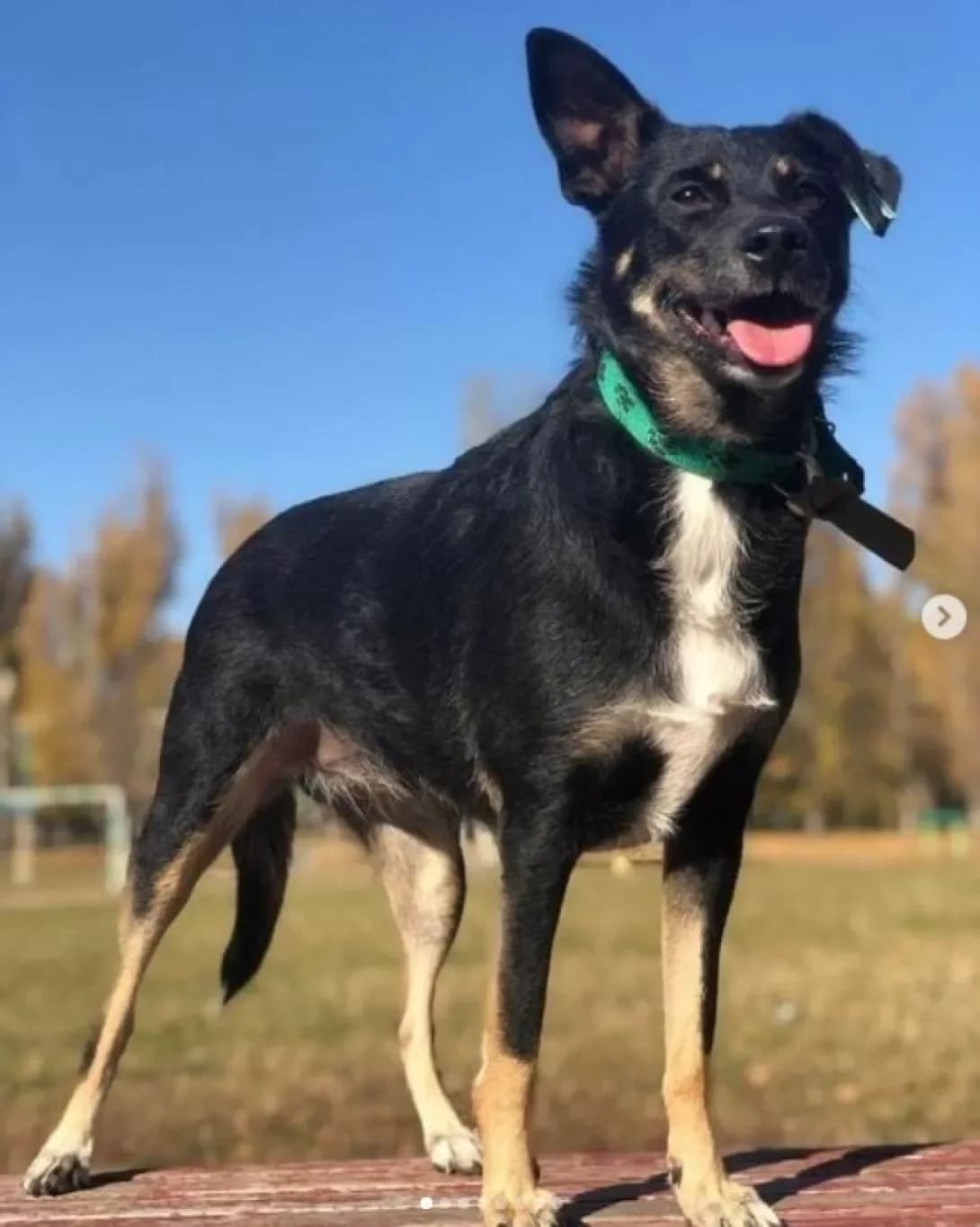 Alisa (Алиса), Mixed Breed (Happy Paw Dnipro)