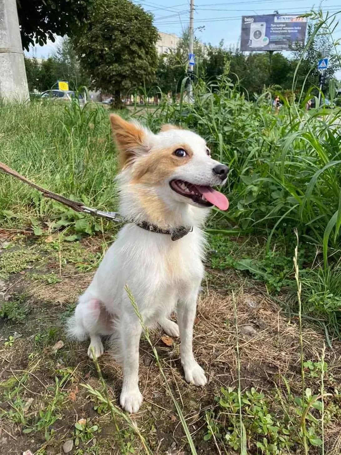 Liza (Ліза), female 5yo Mixed Breed for adoption at Happy Paw Chernivtsi Oblast