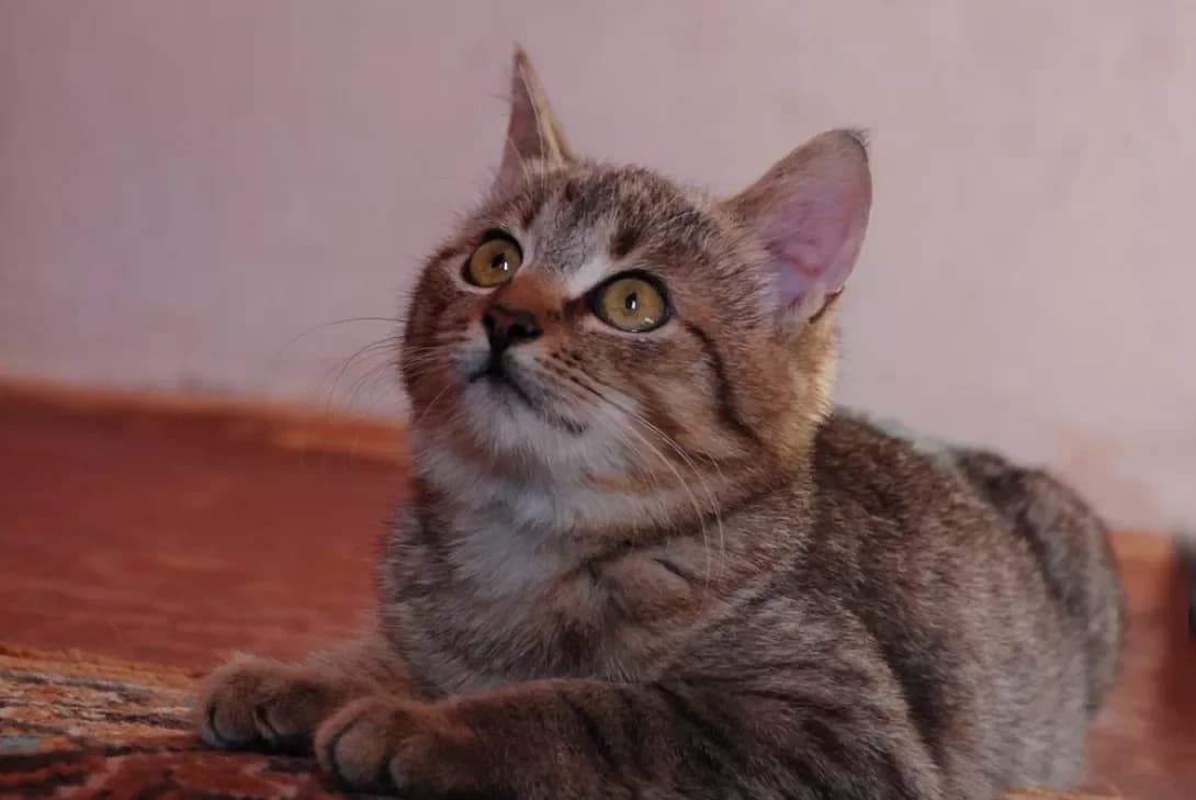 Printsessa (Принцесса), female 4yo Mixed Breed for adoption at Happy Paw Kharkiv