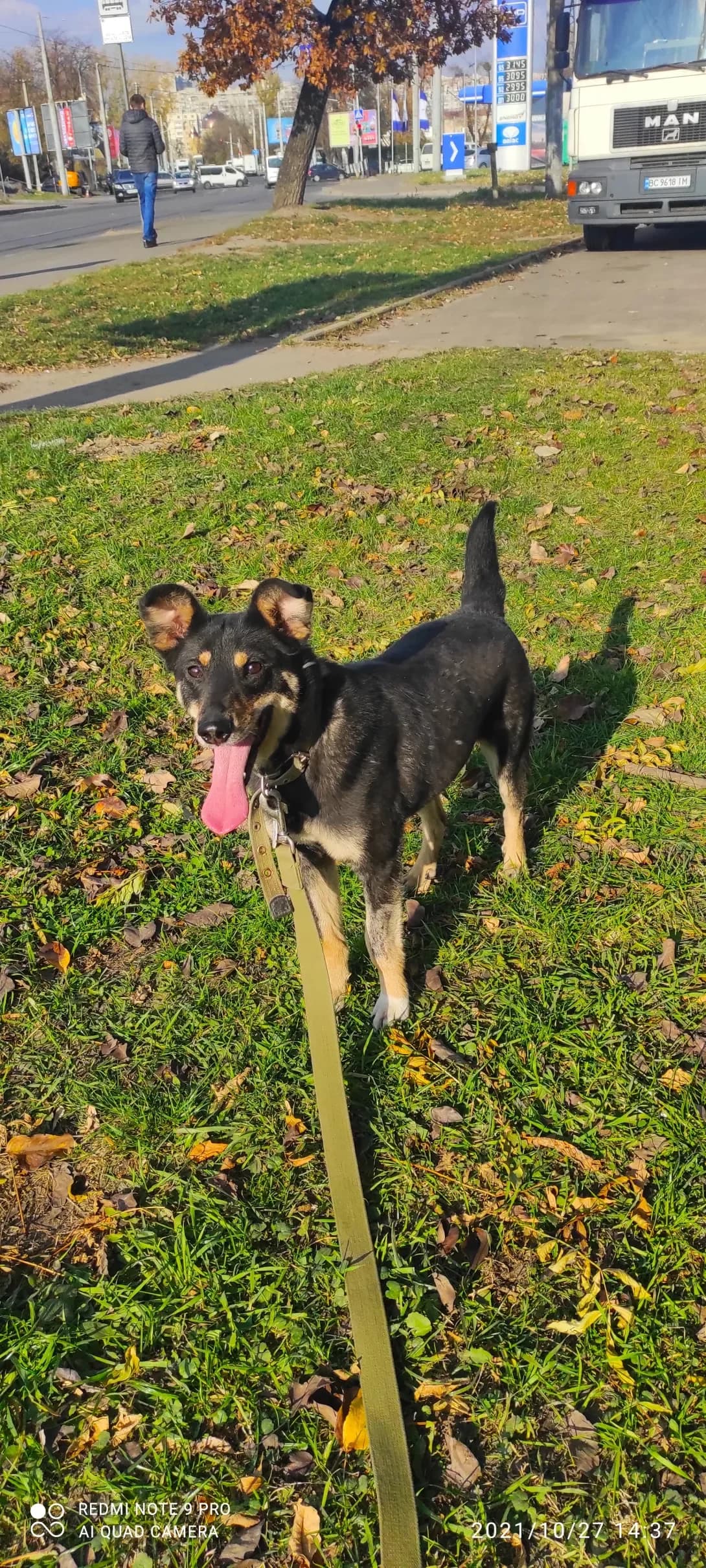 Masha (Маша), female 7yo Mixed Breed for adoption at Happy Paw Lviv
