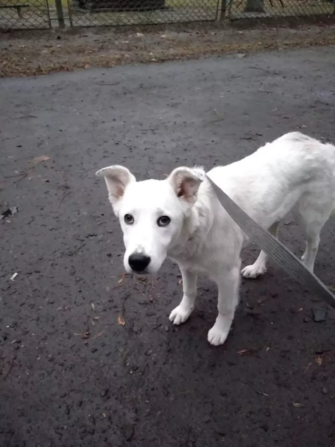 Uma (Ума), female 5yo Mixed Breed for adoption at Happy Paw Lviv