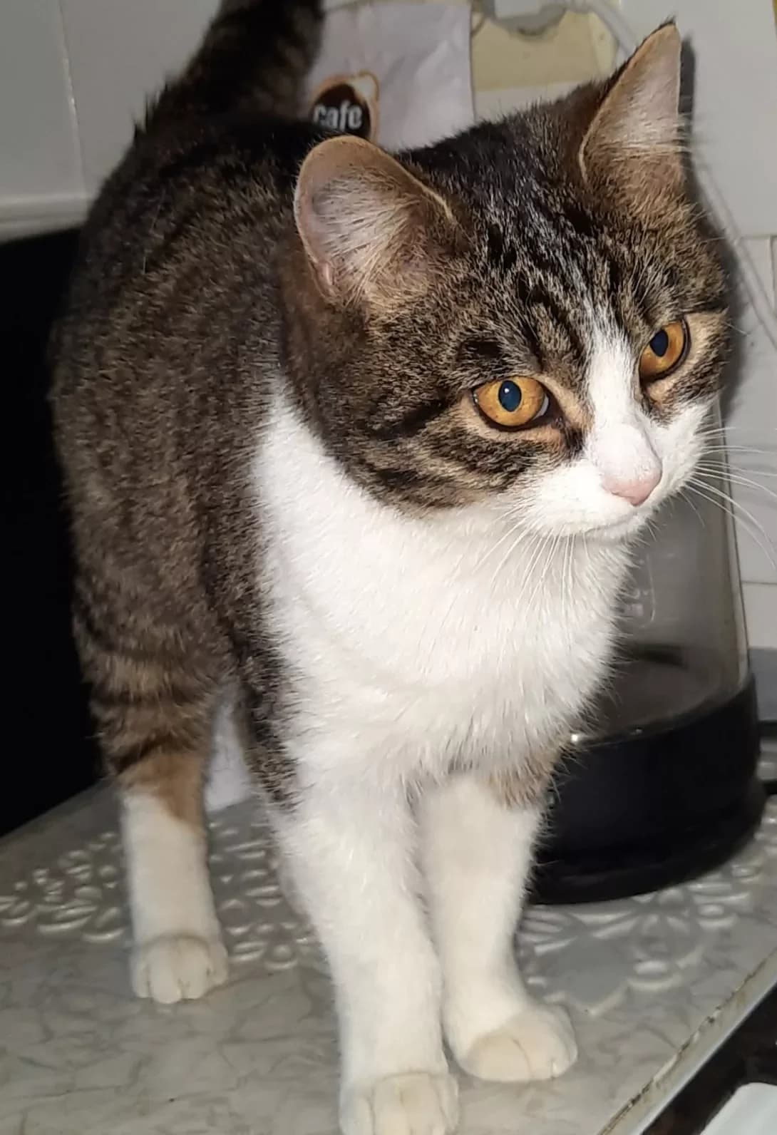 Laska (Ласка), female 5yo Mixed Breed for adoption at Happy Paw Lviv