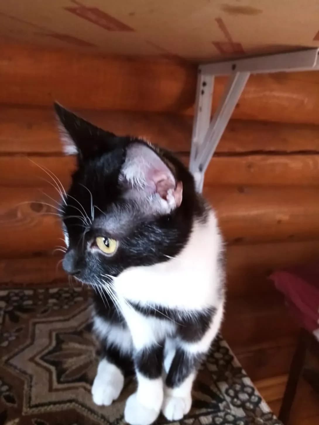 Knopka (Кнопка), female 4yo Mixed Breed for adoption at Happy Paw Lviv