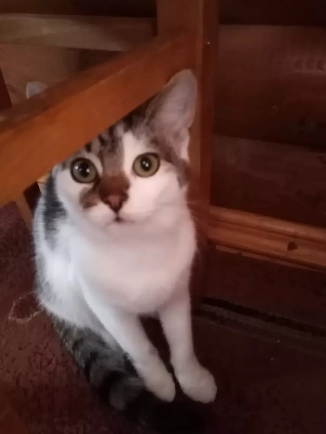 Puf (Пуф), male 4yo Mixed Breed for adoption at Happy Paw Lviv