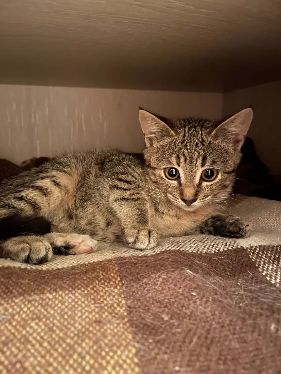 Taya (Тая), female 4yo Mixed Breed for adoption at Happy Paw Kharkiv