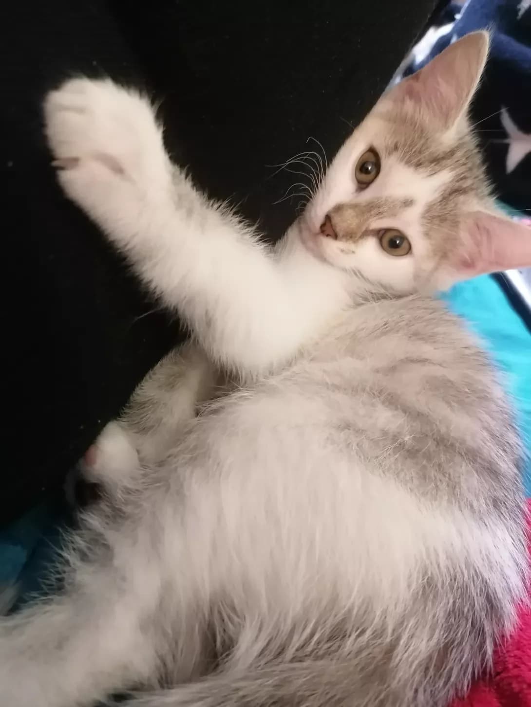 Knopa (Кнопа), female 4yo Mixed Breed for adoption at Happy Paw Lviv