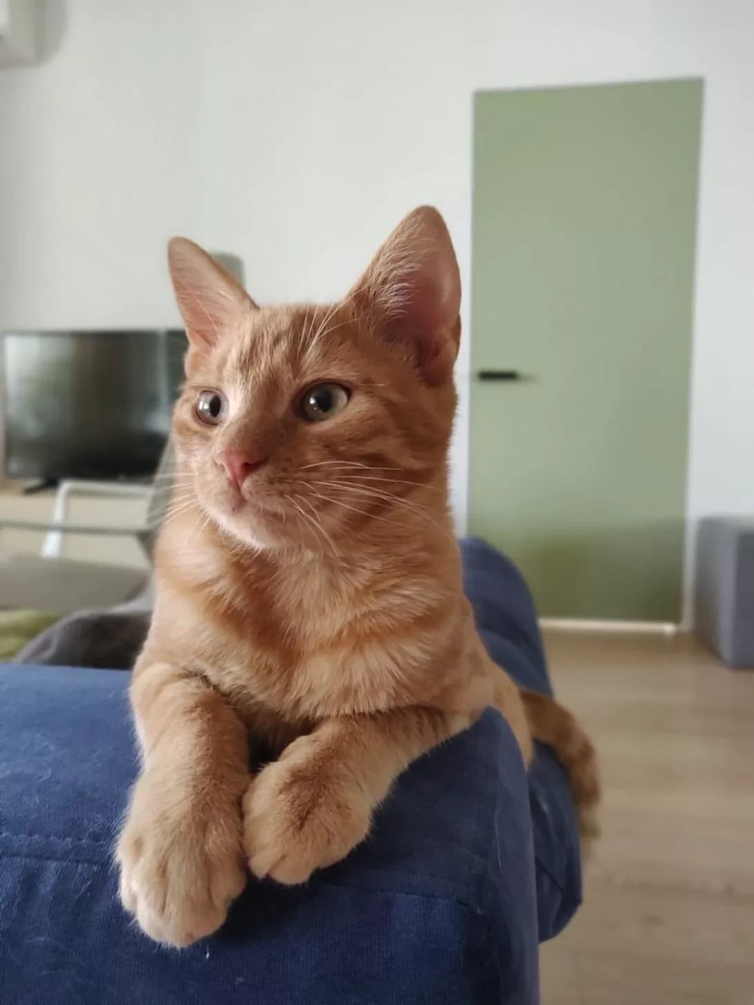 Khaku (Хаку), male 4yo Mixed Breed for adoption at Happy Paw Lviv