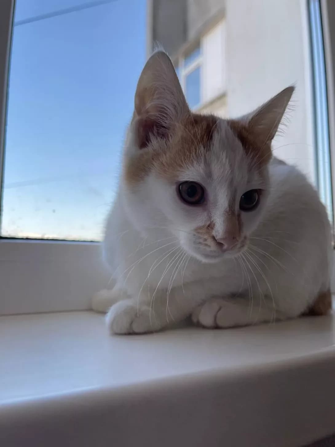 Varya (Варя), female 4yo Mixed Breed for adoption at Happy Paw Kharkiv