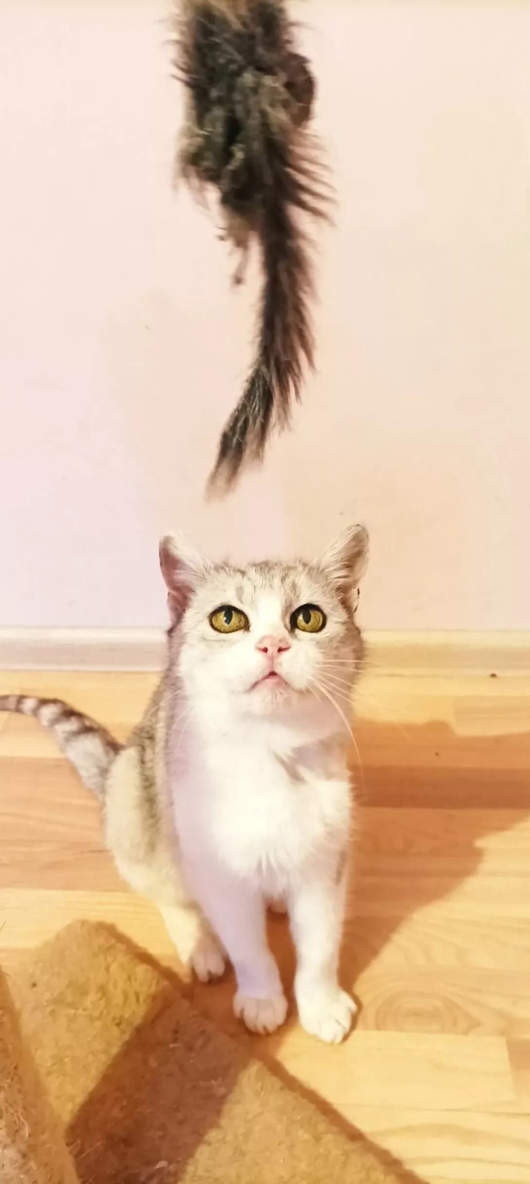 Santa (Санта), female senior Mixed Breed for adoption at Happy Paw Lviv