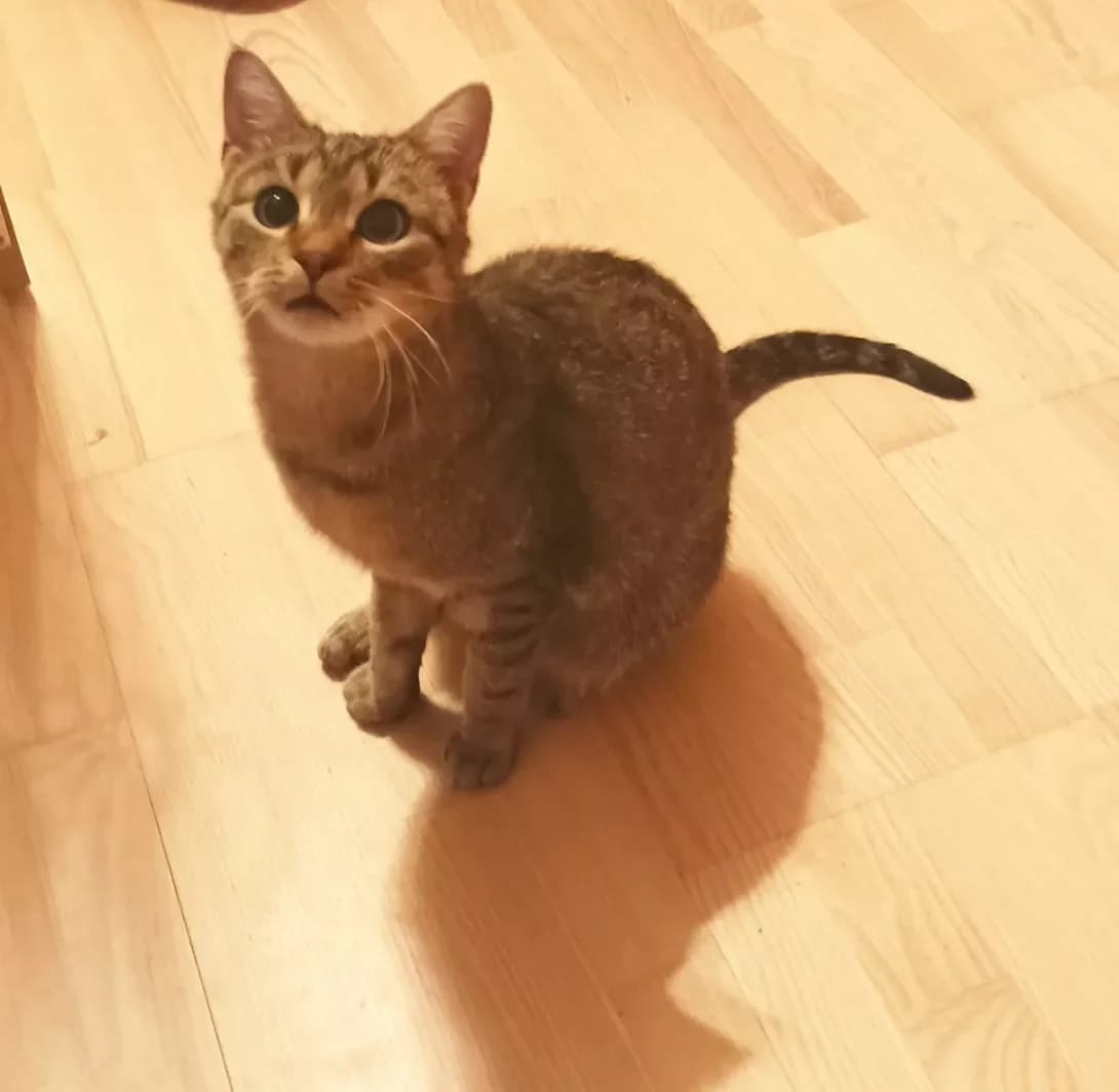 Foksi (Фоксі), female 5yo Mixed Breed for adoption at Happy Paw Lviv