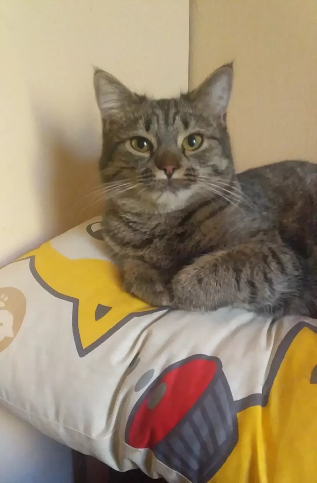 Barbi (Барбі), female 4yo Mixed Breed for adoption at Happy Paw Lviv