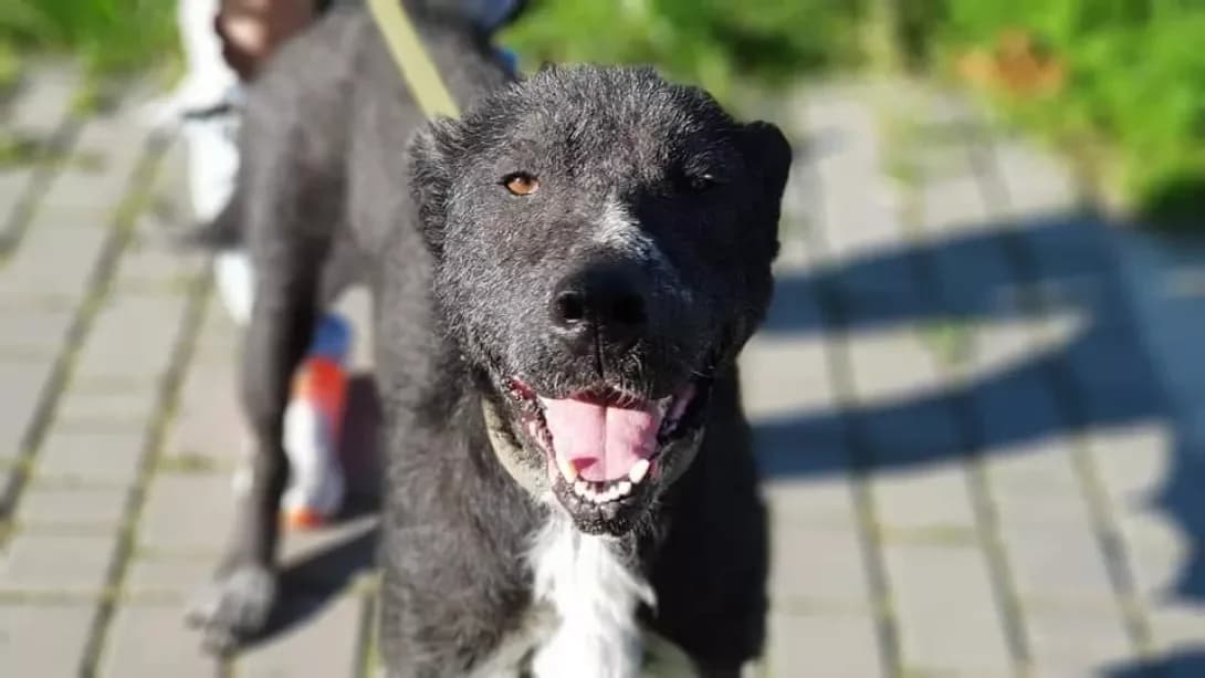 Basya (Бася), female senior Mixed Breed for adoption at Happy Paw Ivano-Frankivsk Oblast