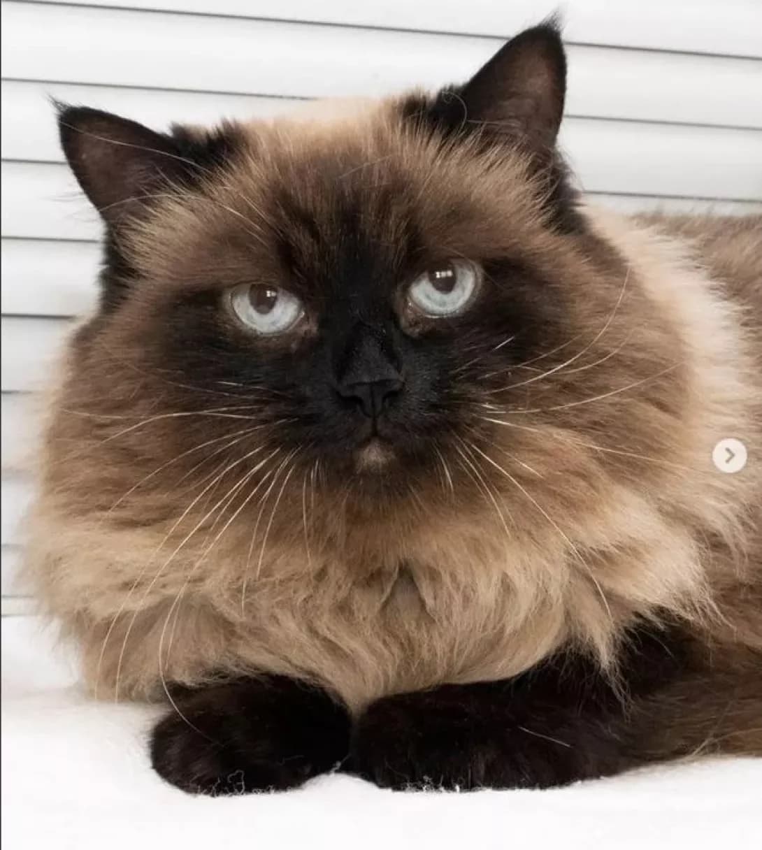 Anechka (Анечка), шоколад и капучино female Mixed Breed for adoption at Happy Paw Dnipro