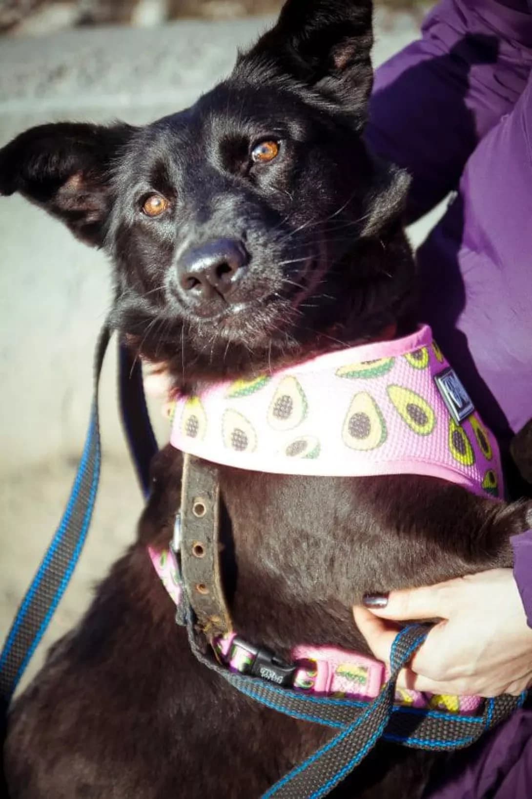 Glasha (Глаша), female 7yo Mixed Breed for adoption at Happy Paw Zaporizhzhia