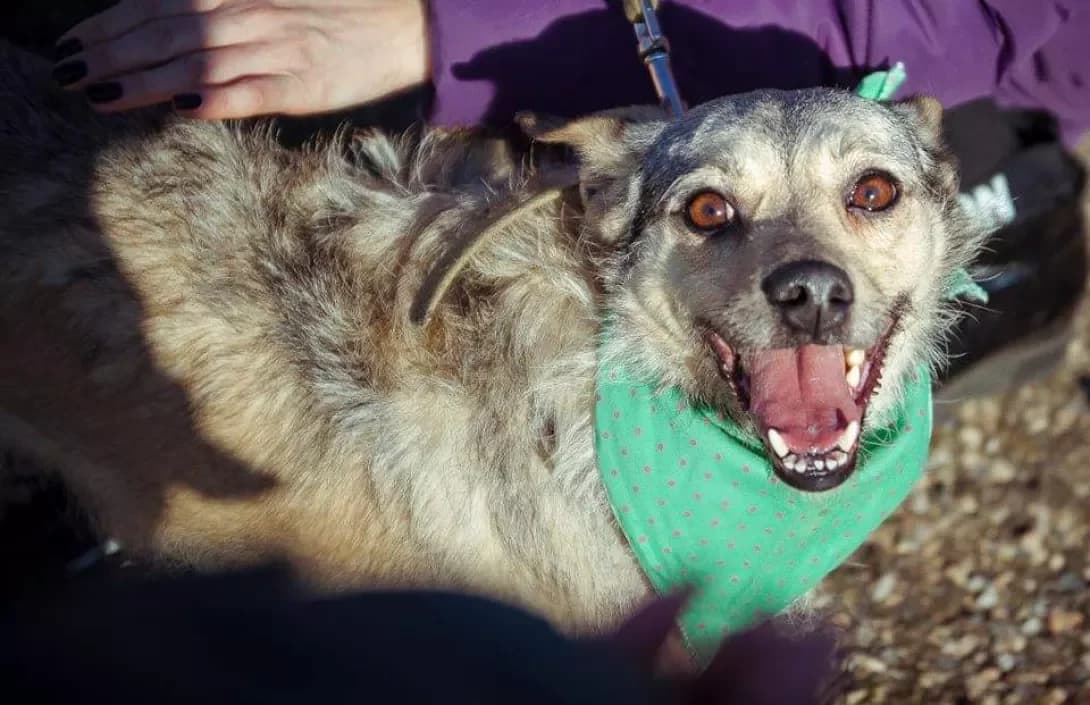 M'yata (М'ята), female senior Mixed Breed for adoption at Happy Paw Zaporizhzhia