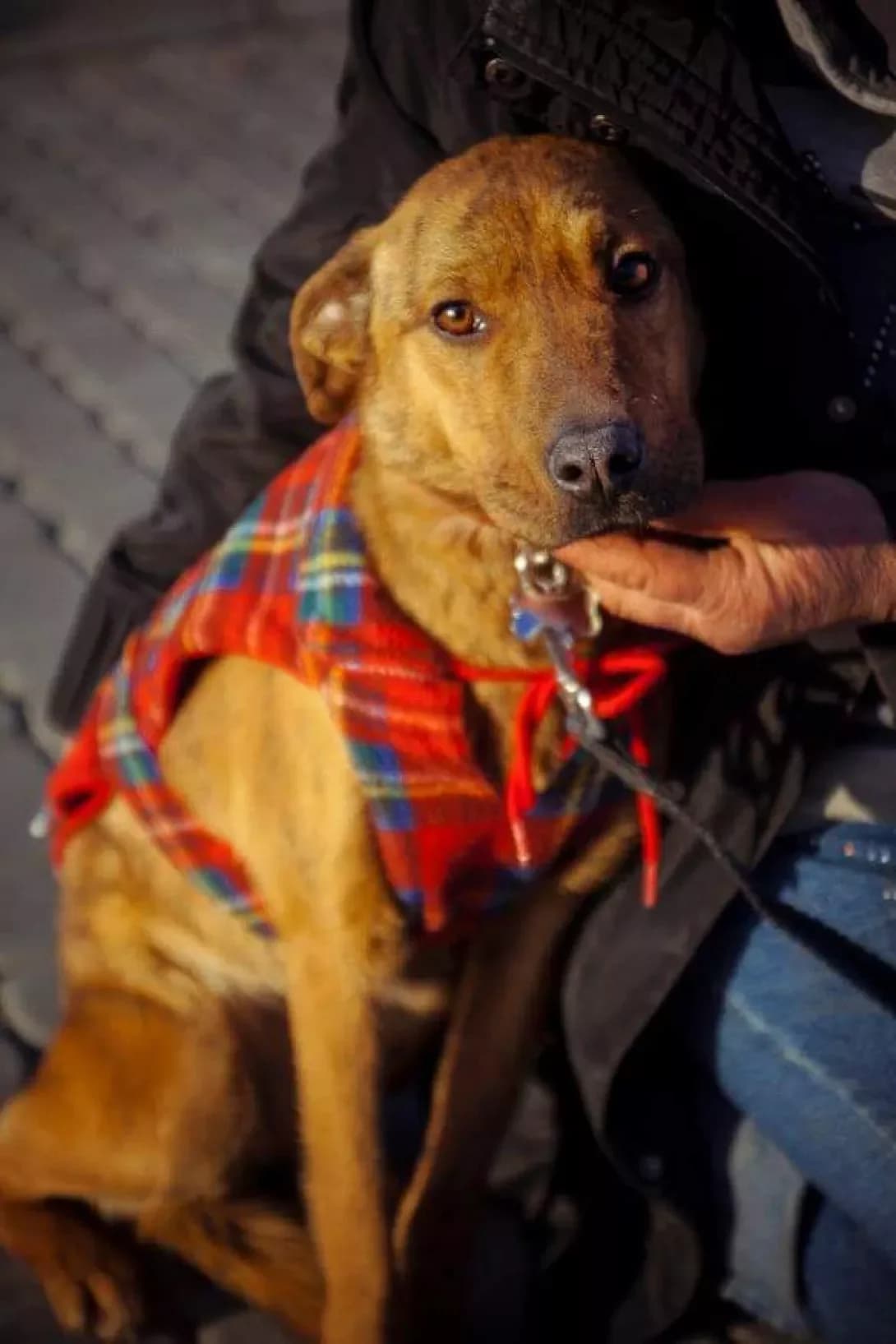 Sharliz (Шарліз), female 7yo Mixed Breed for adoption at Happy Paw Zaporizhzhia