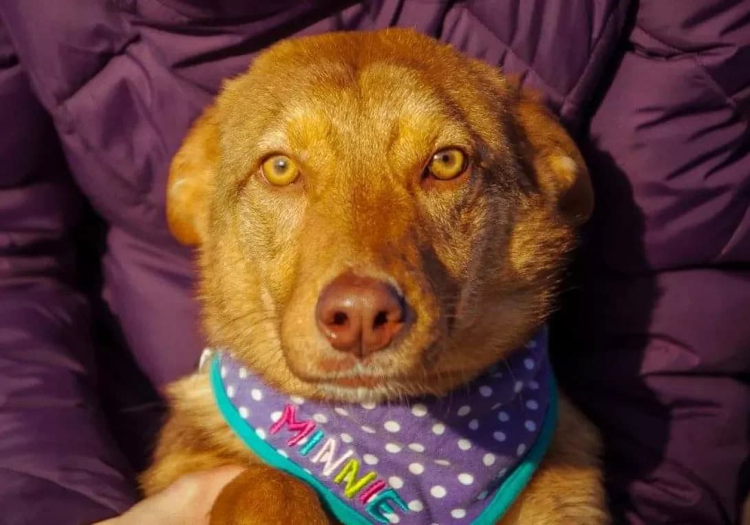 Marselina (Марселіна), female 6yo Mixed Breed for adoption at Happy Paw Zaporizhzhia