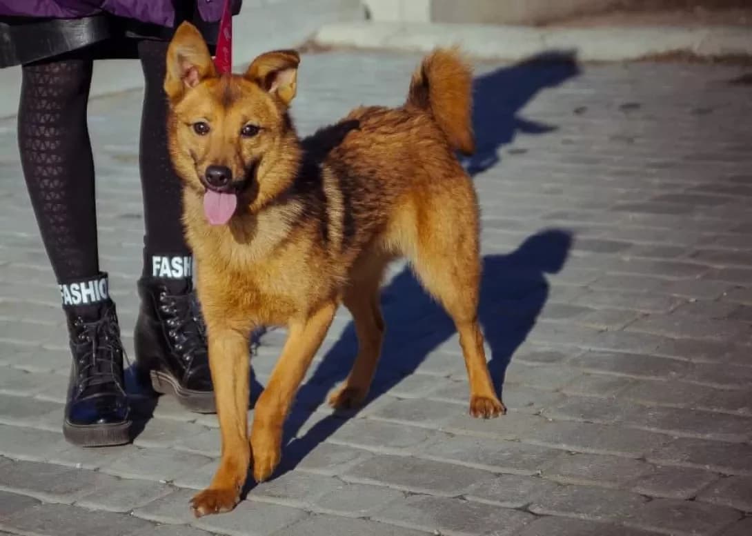 Kitti (Кітті), female 7yo Mixed Breed for adoption at Happy Paw Zaporizhzhia