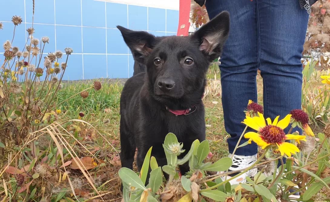 Fasolka (Фасолька), Mixed Breed (Happy Paw Kyiv Oblast)