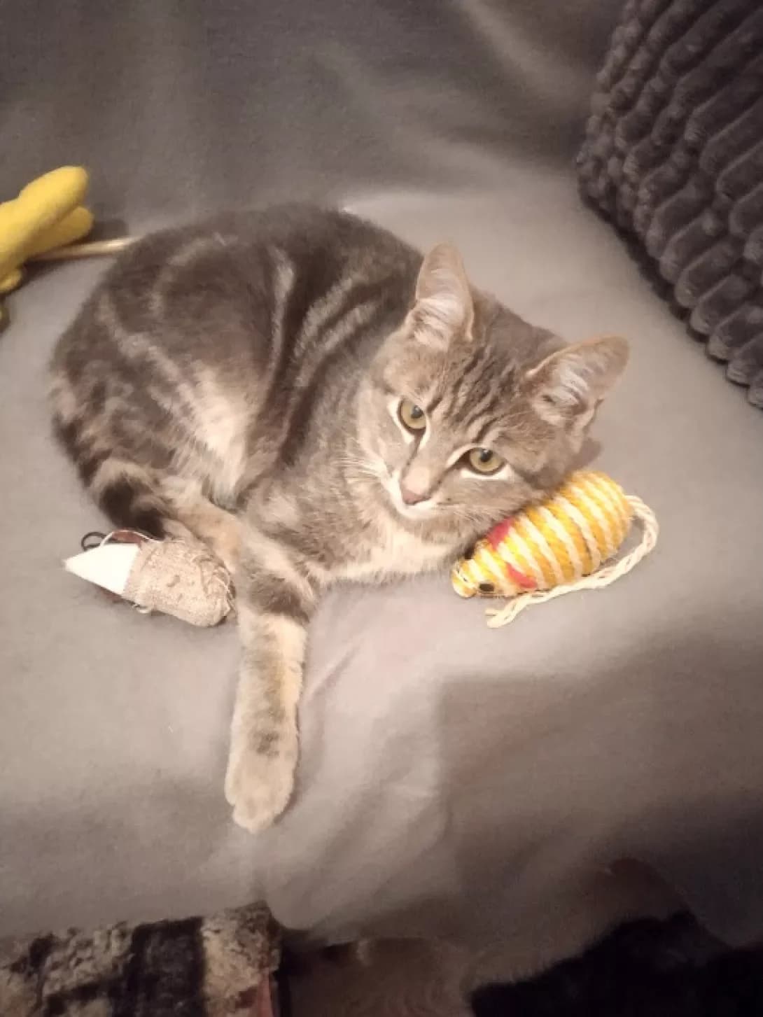 Mishka (Мишка), male 4yo Mixed Breed for adoption at Happy Paw Kharkiv