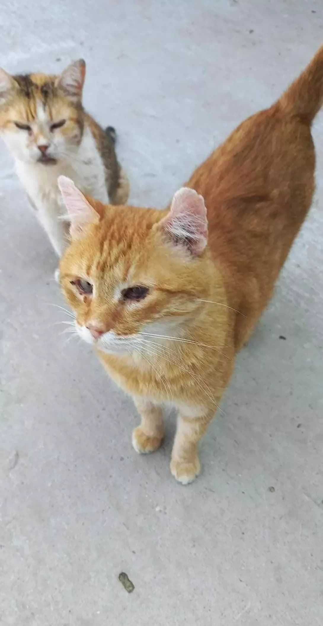 Rufus (Руфус), male senior Mixed Breed for adoption at Happy Paw Zaporizhzhia