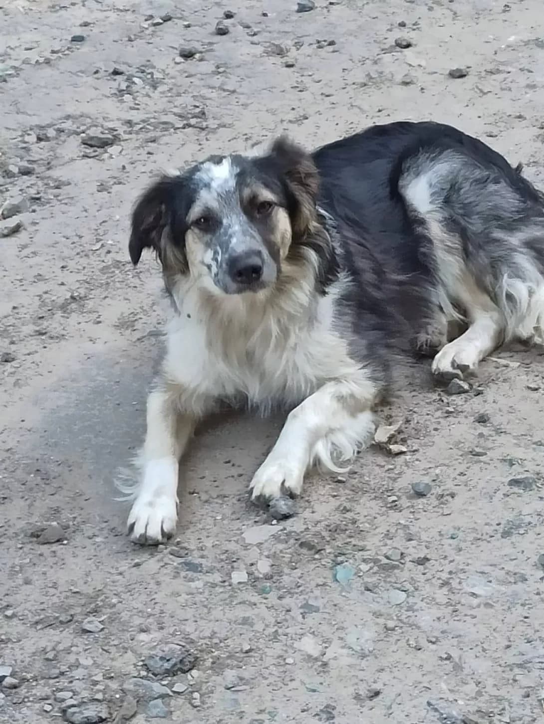 Gera (Гера), female 5yo Mixed Breed for adoption at Happy Paw Kharkiv