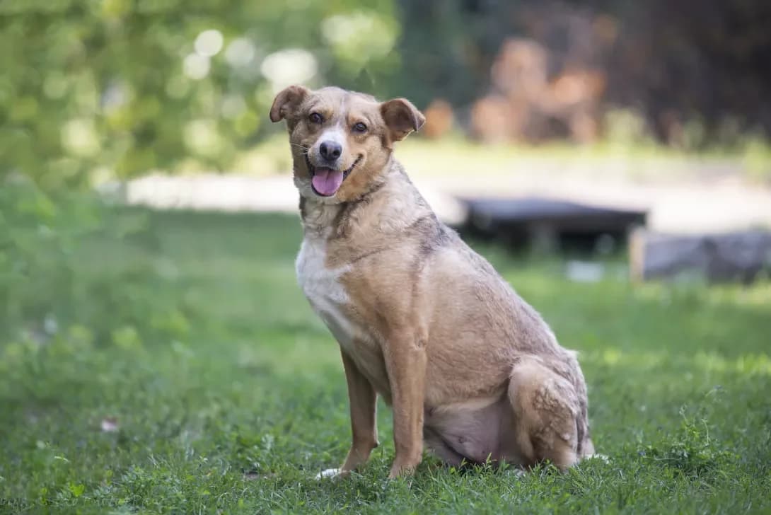 Marisol (Марісоль), Mixed Breed (Happy Paw Kyiv Oblast)