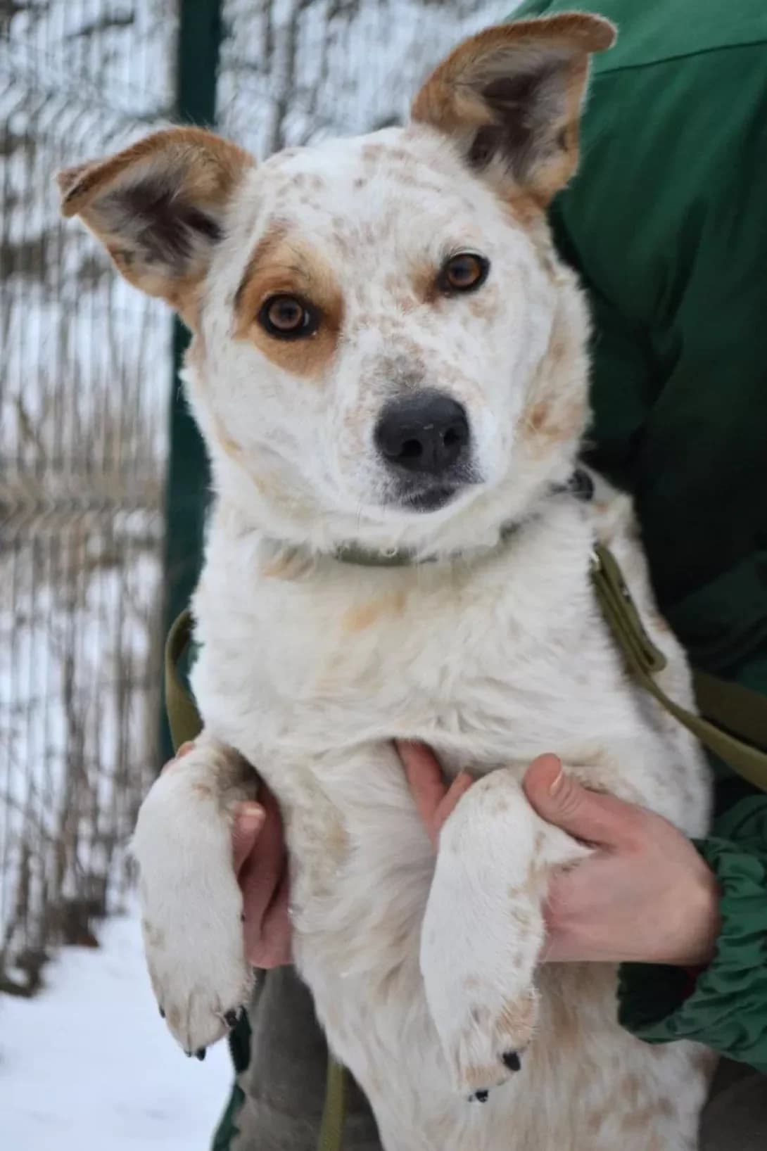 Lola (Лола), Mixed Breed (Happy Paw Kyiv Oblast)