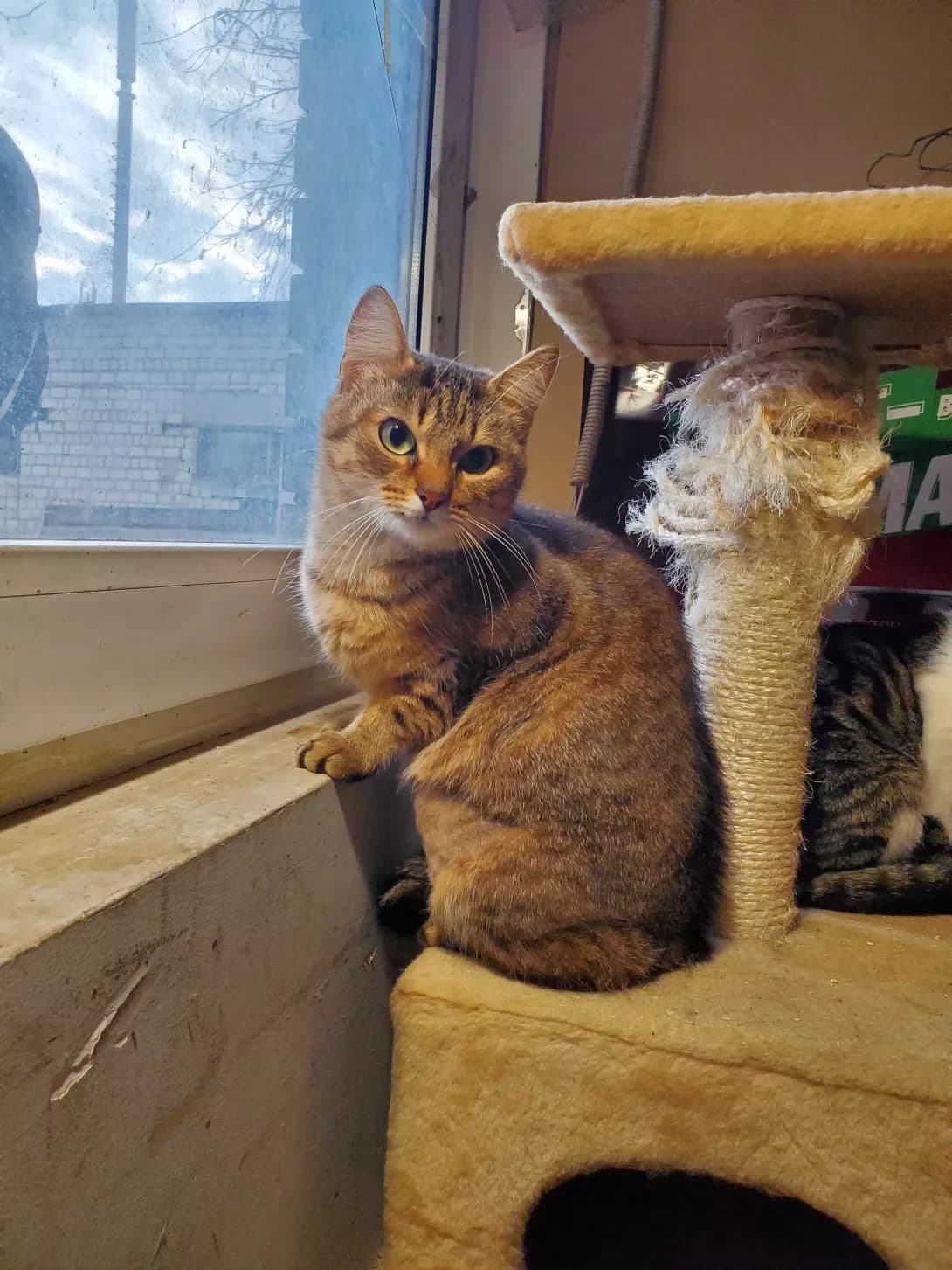 Masya (Мася), female 6yo Mixed Breed for adoption at Happy Paw Kyiv Oblast