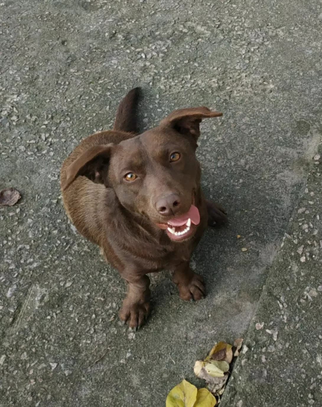 Linda (Лінда), Mixed Breed (Happy Paw Kyiv Oblast)