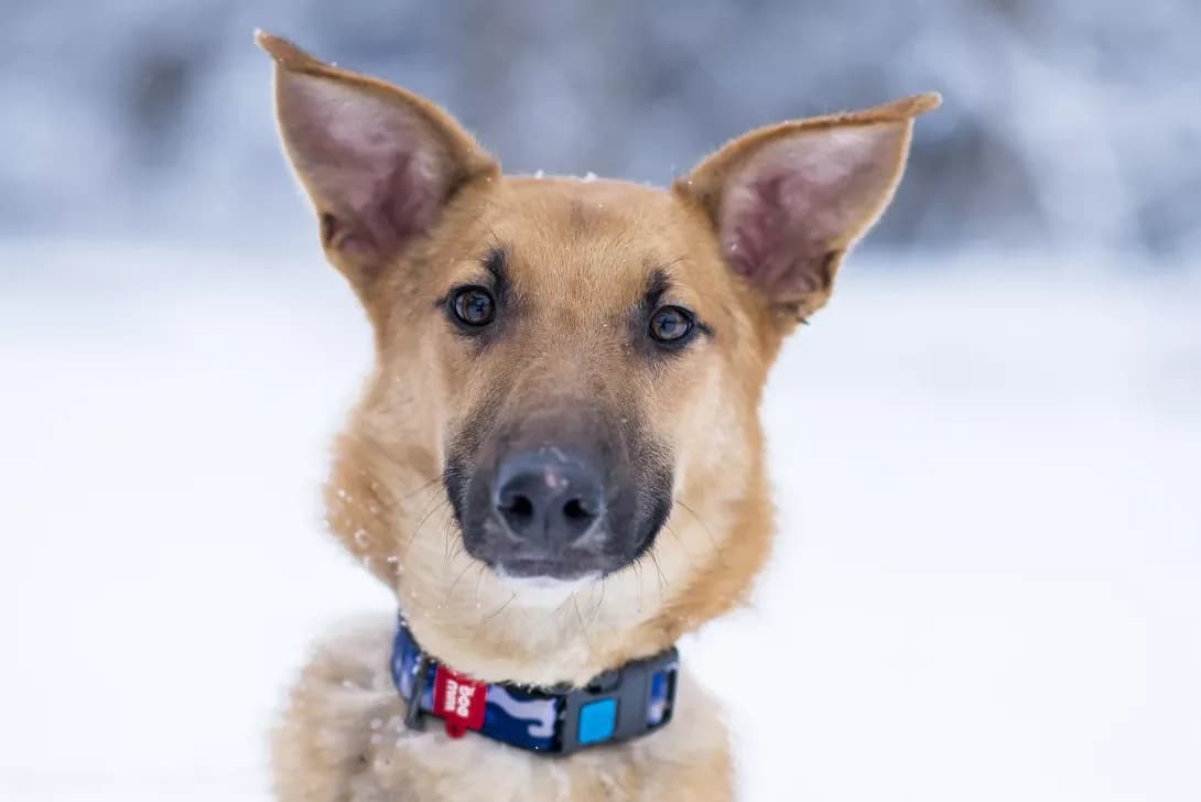 Vandik (Вандік), Mixed Breed (Happy Paw Kyiv Oblast)