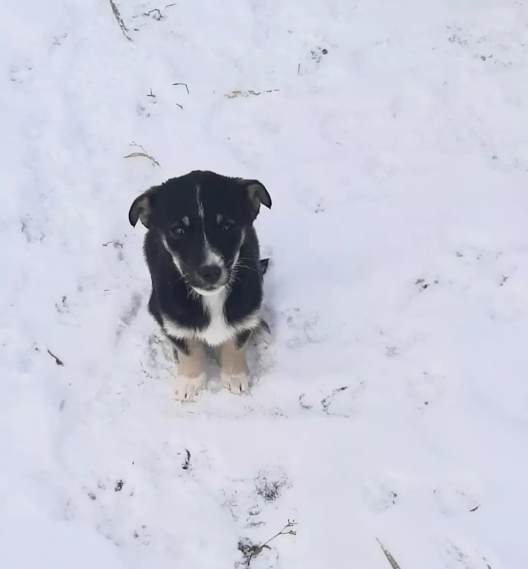 MASYa (МАСЯ), Mixed Breed (Happy Paw Kyiv Oblast)