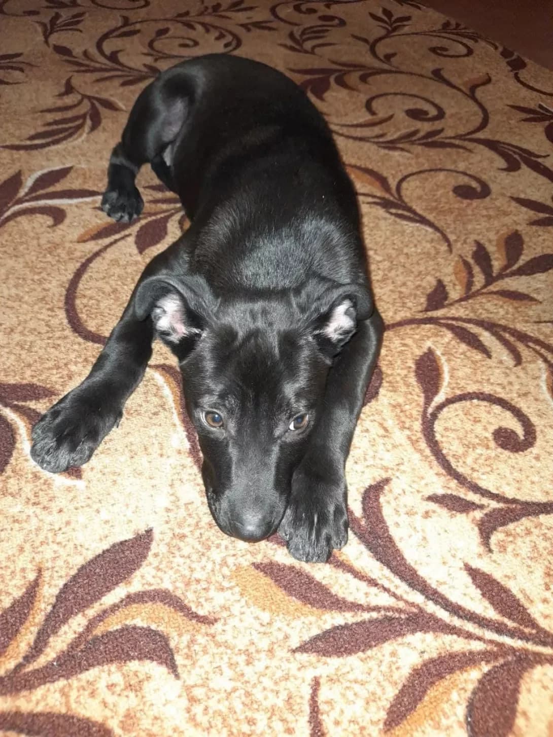 Alba (Альба), female 4yo Mixed Breed for adoption at Happy Paw Vinnytsia Oblast