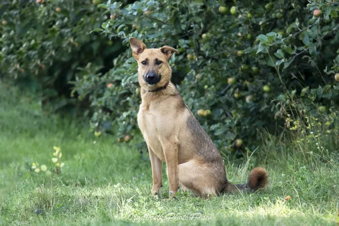 Rudolf (Рудольф), Mixed Breed (Happy Paw Kyiv Oblast)