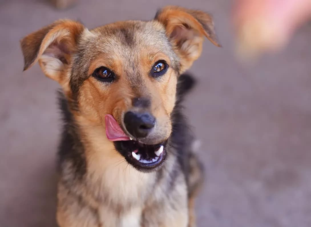 Barni (Барни), Mixed Breed (Happy Paw Dnipro)