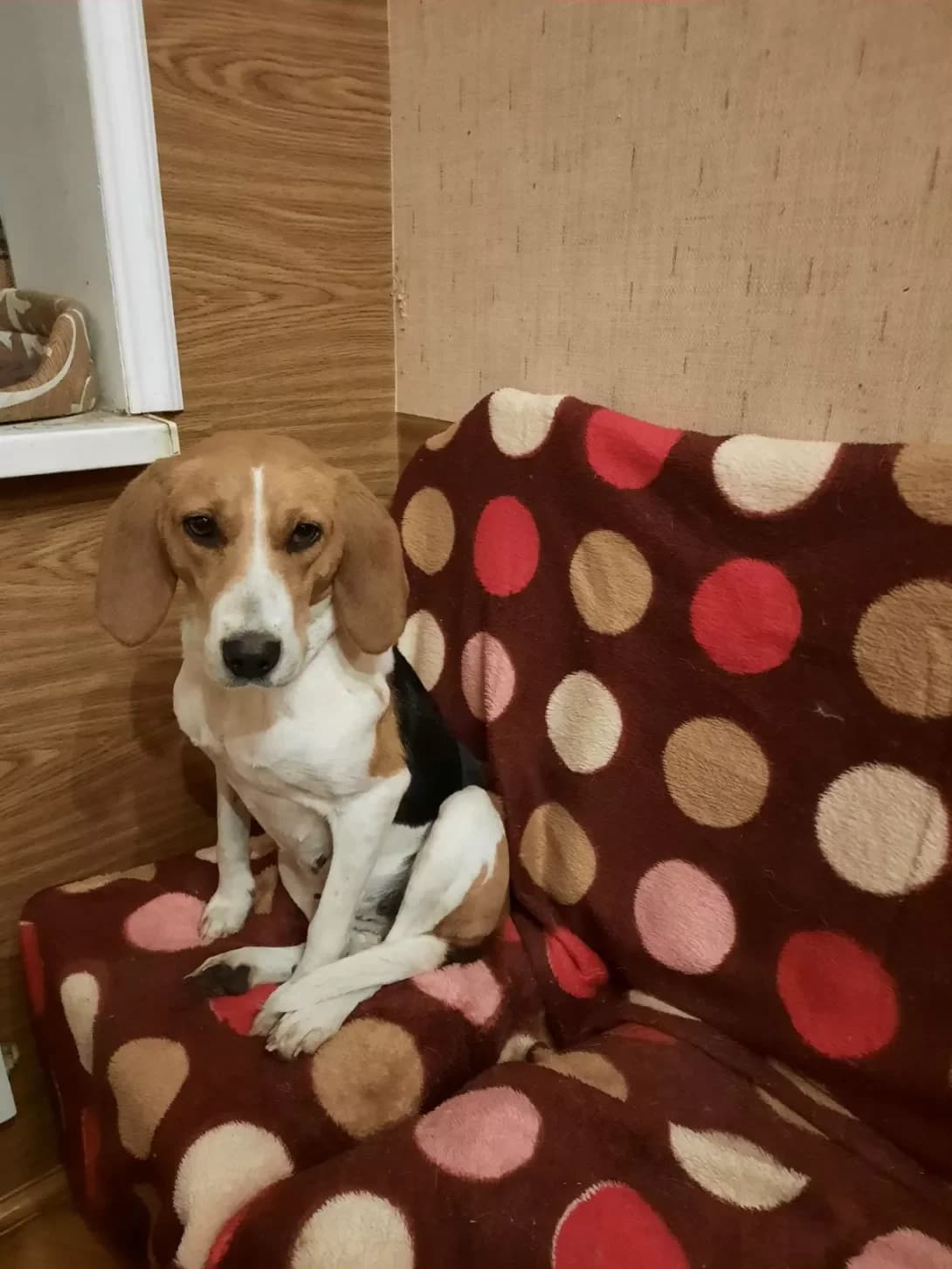 Leya (Лея), Mixed Breed (Happy Paw Kyiv Oblast)
