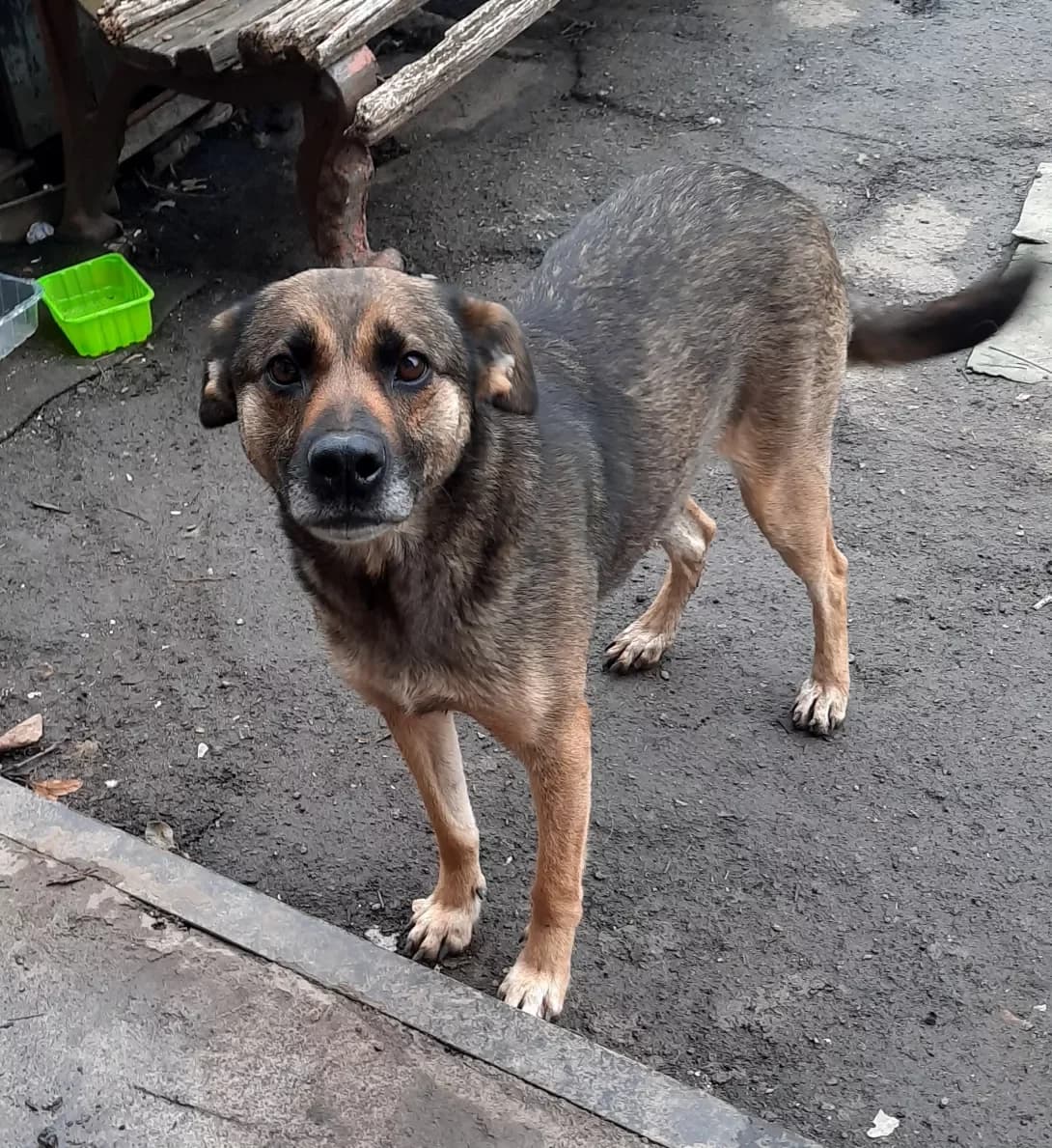 Poka bez imeni (Пока без имени), Mixed Breed (Happy Paw Dnipro)