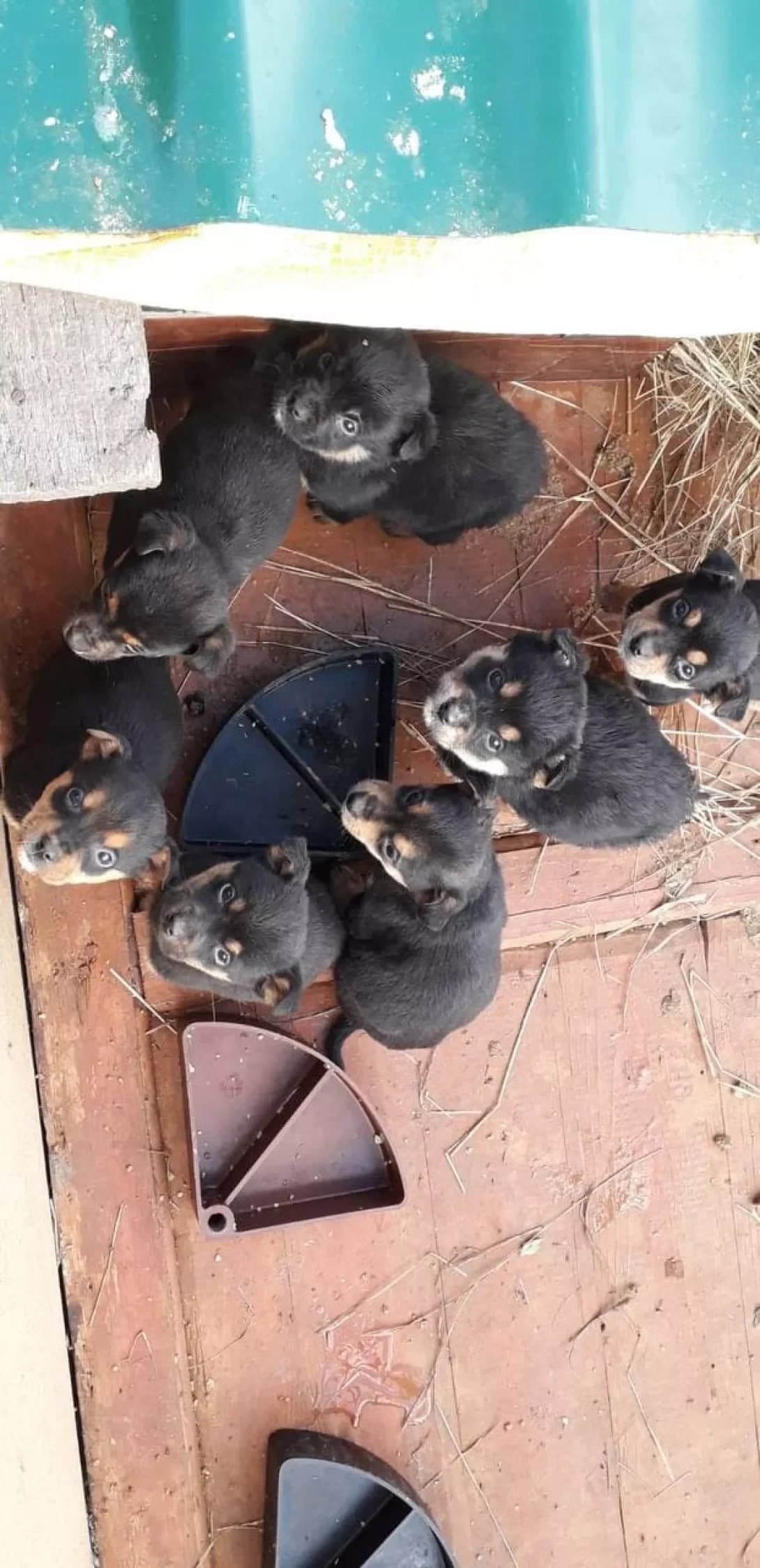 Bezymyannye (Безымянные), Mixed Breed (Happy Paw Kyiv Oblast)