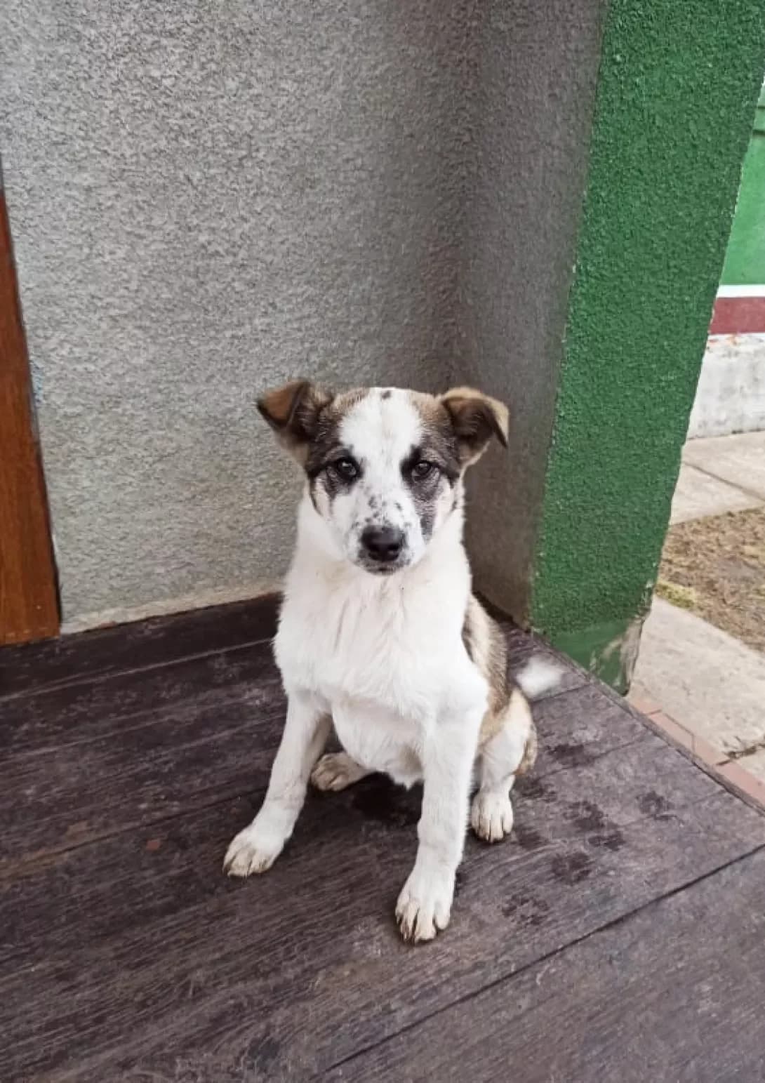 Bonya (Боня), female 4yo Mixed Breed for adoption at Happy Paw Chernihiv Oblast