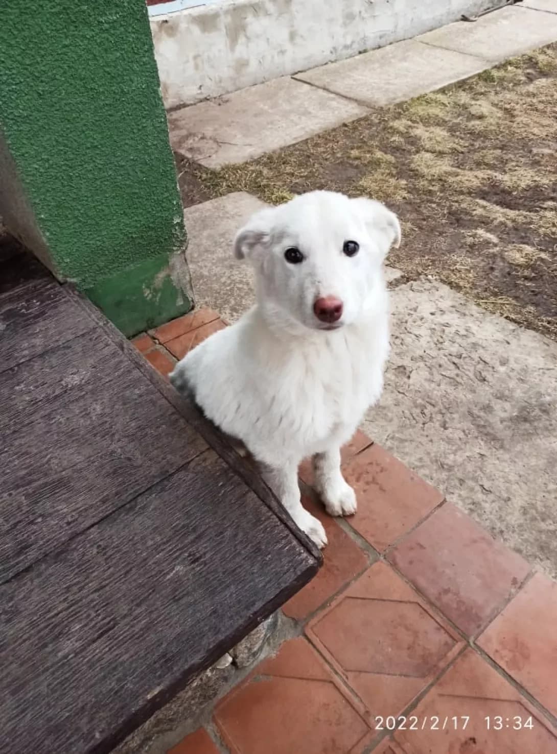 Umka (Умка), female 4yo Mixed Breed for adoption at Happy Paw Chernihiv Oblast