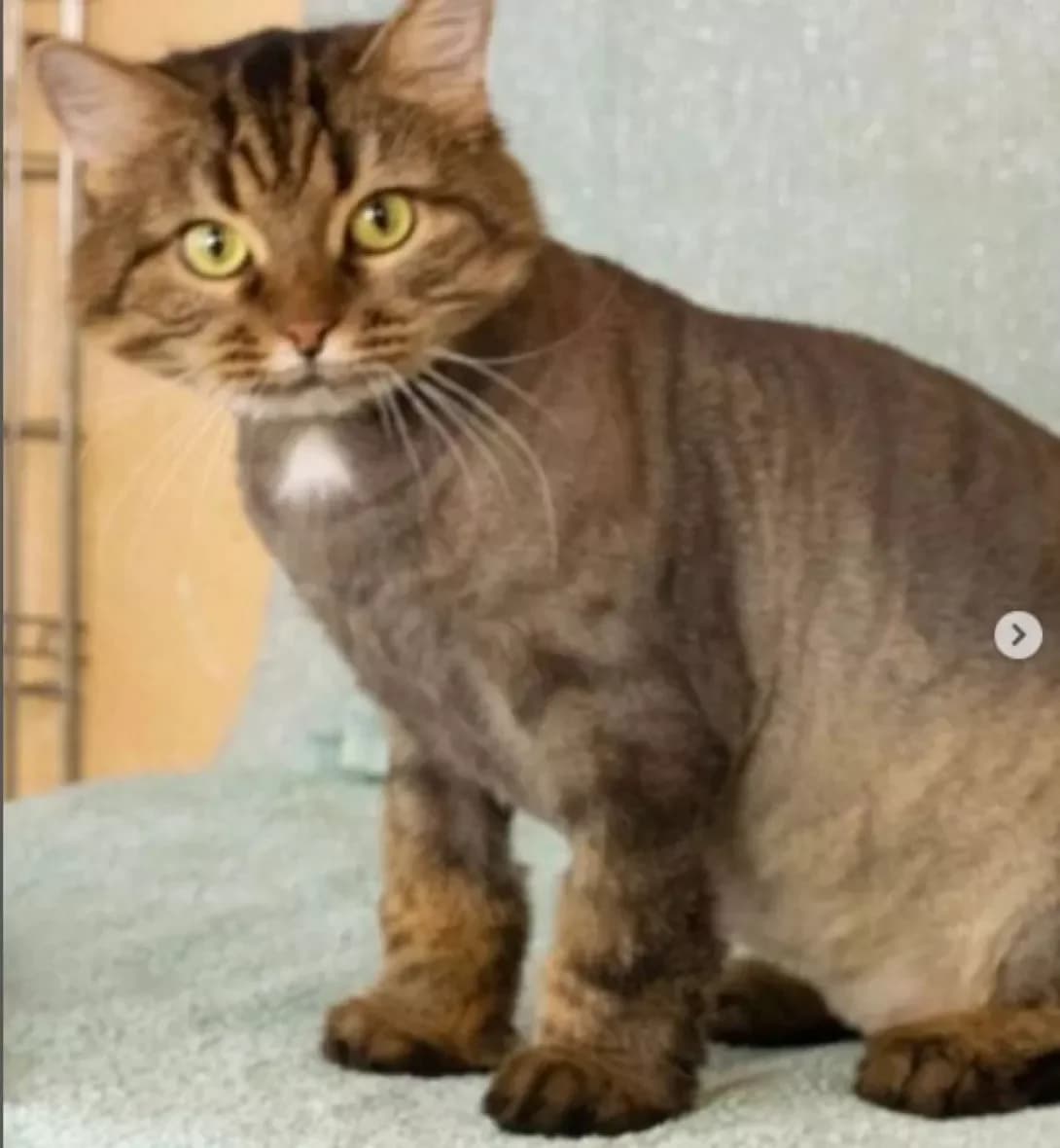 Galla (Галла), как у норвежской лесной female Mixed Breed for adoption at Happy Paw Dnipro