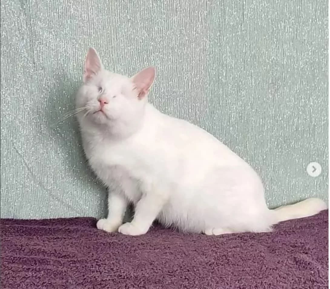 Belyachek (Белячек), white male Mixed Breed for adoption at Happy Paw Dnipro