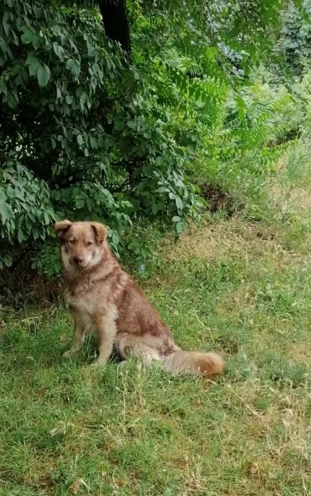 Zhuk (Жук), Mixed Breed (Happy Paw Dnipro)