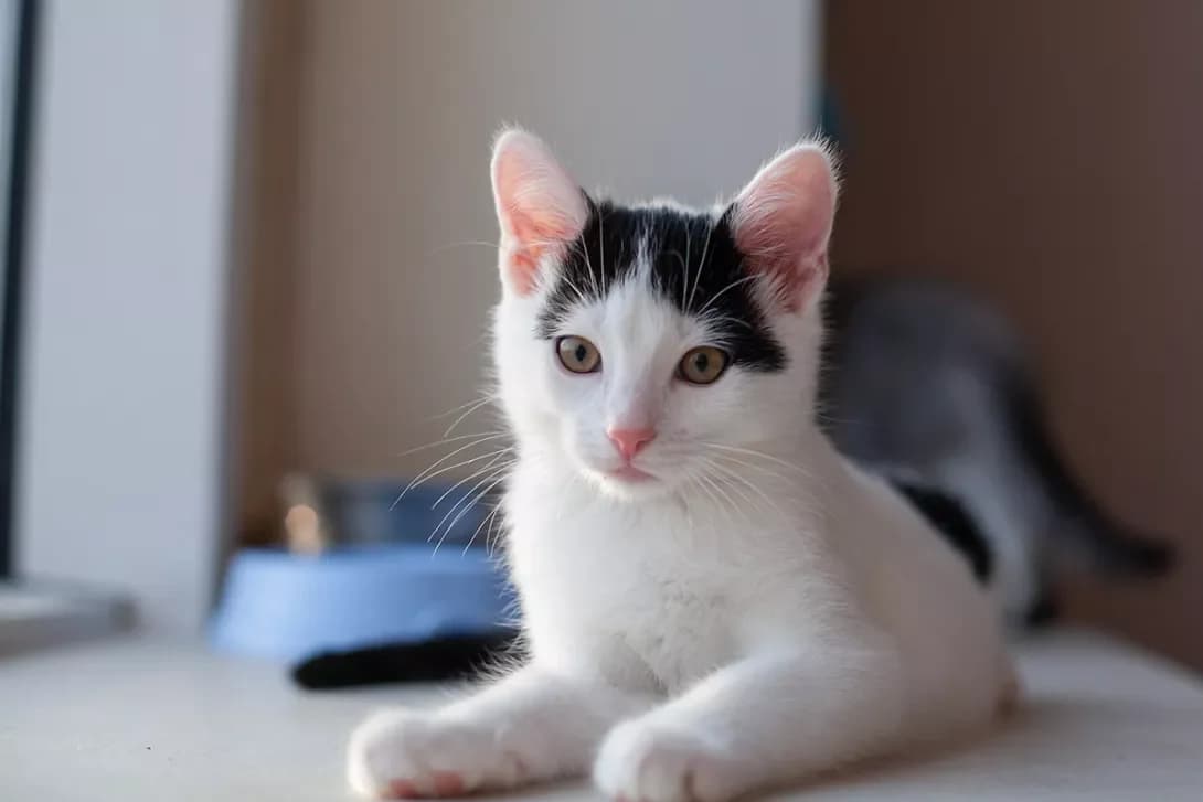 Fidzhik (Фіджик), male 4yo Mixed Breed for adoption at Happy Paw Lviv