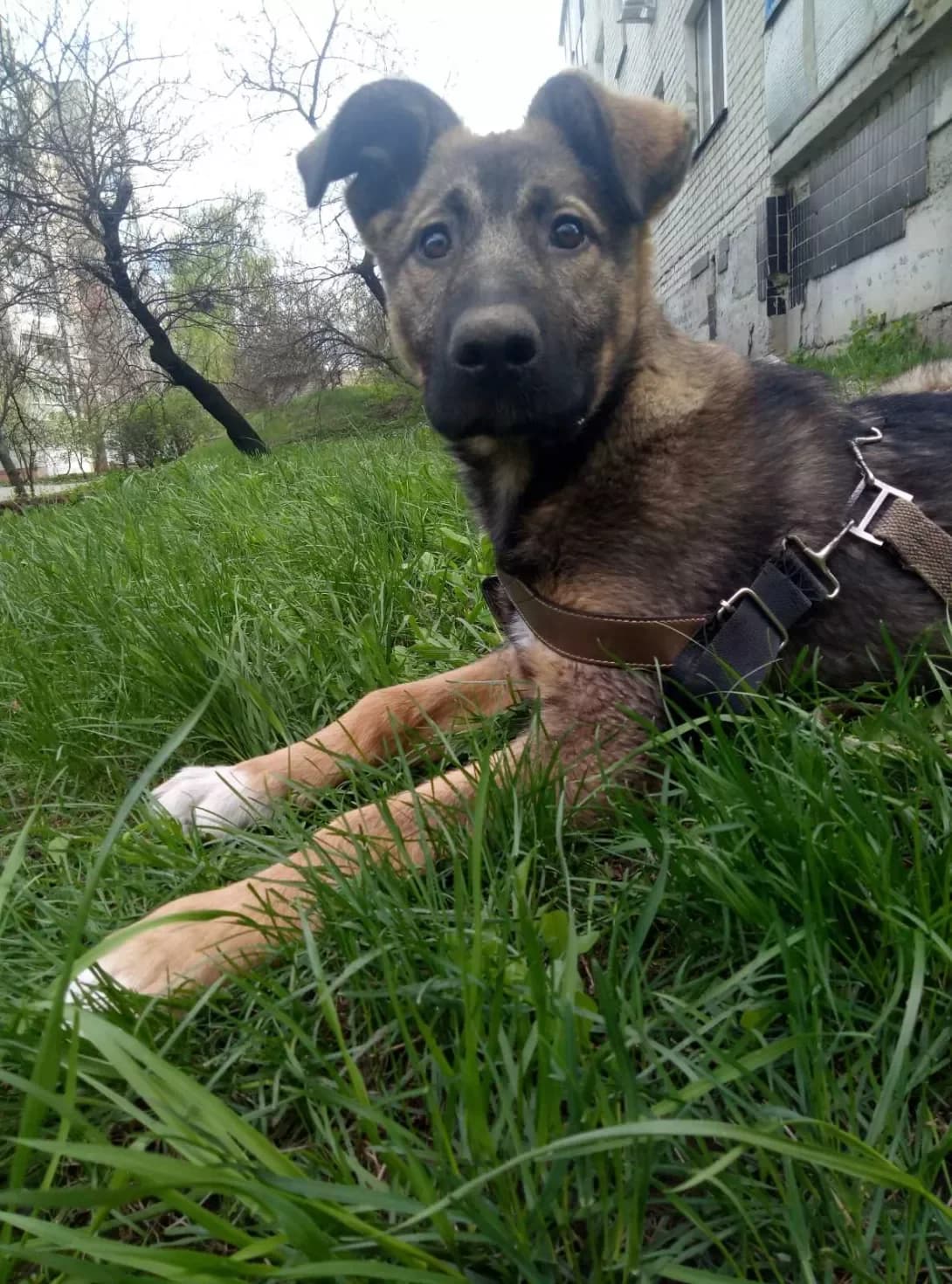Dina (Дина), female 4yo Mixed Breed for adoption at Happy Paw Kharkiv