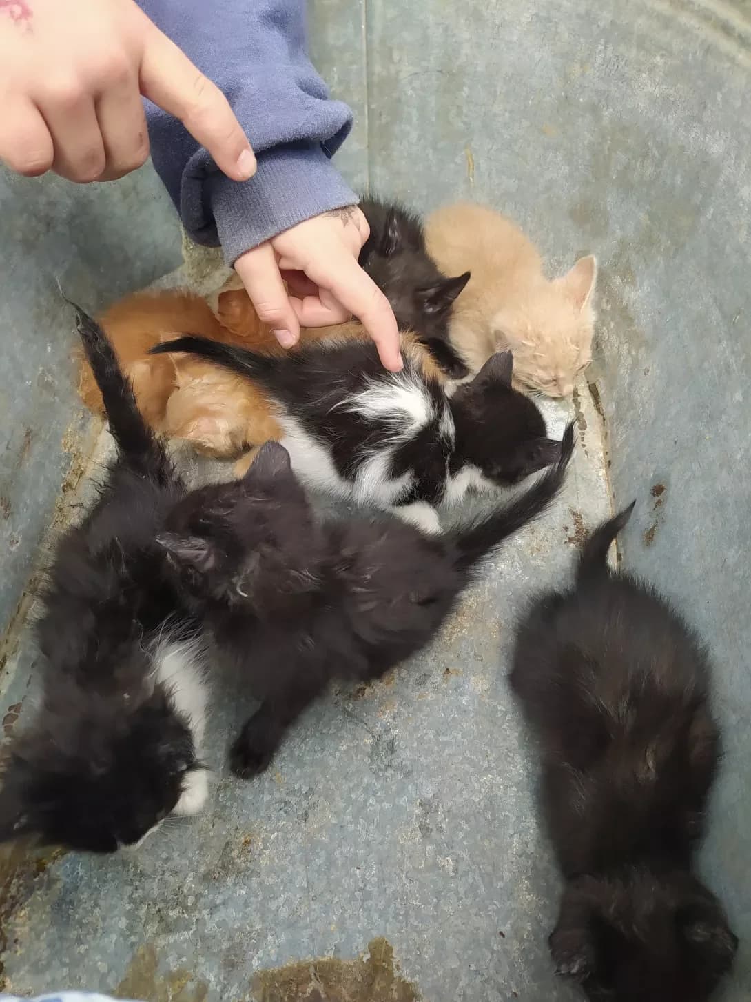 Ne maye (Не має), female 4yo Mixed Breed for adoption at Happy Paw Ivano-Frankivsk Oblast