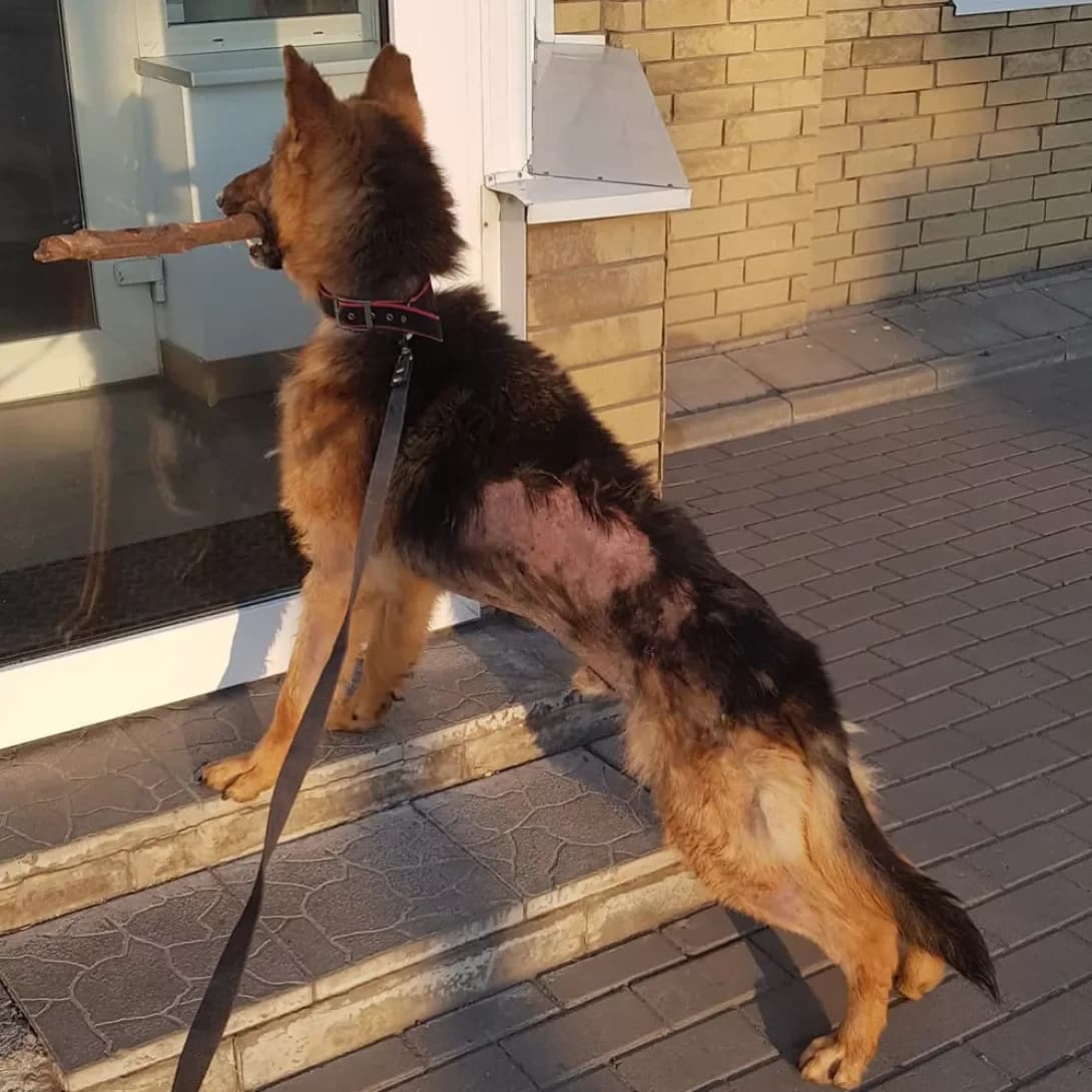 Aslan (Аслан), Mixed Breed (Happy Paw Dnipro)