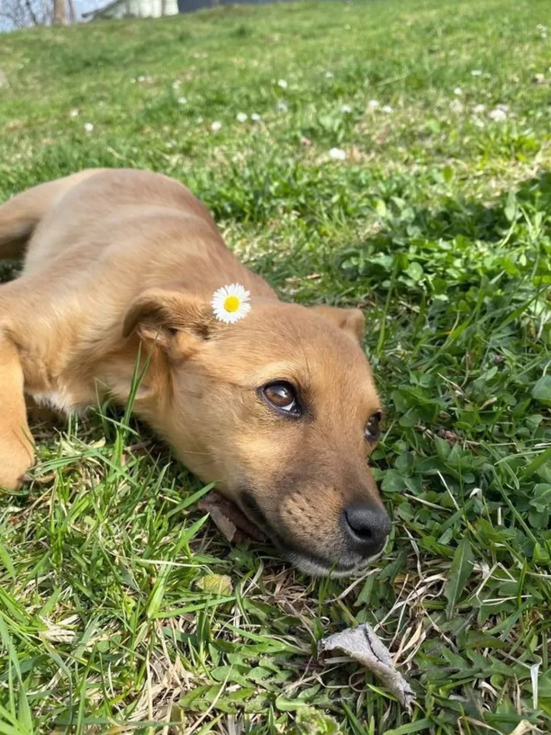 Laska (Ласка), female 4yo Mixed Breed for adoption at Happy Paw Chernivtsi Oblast