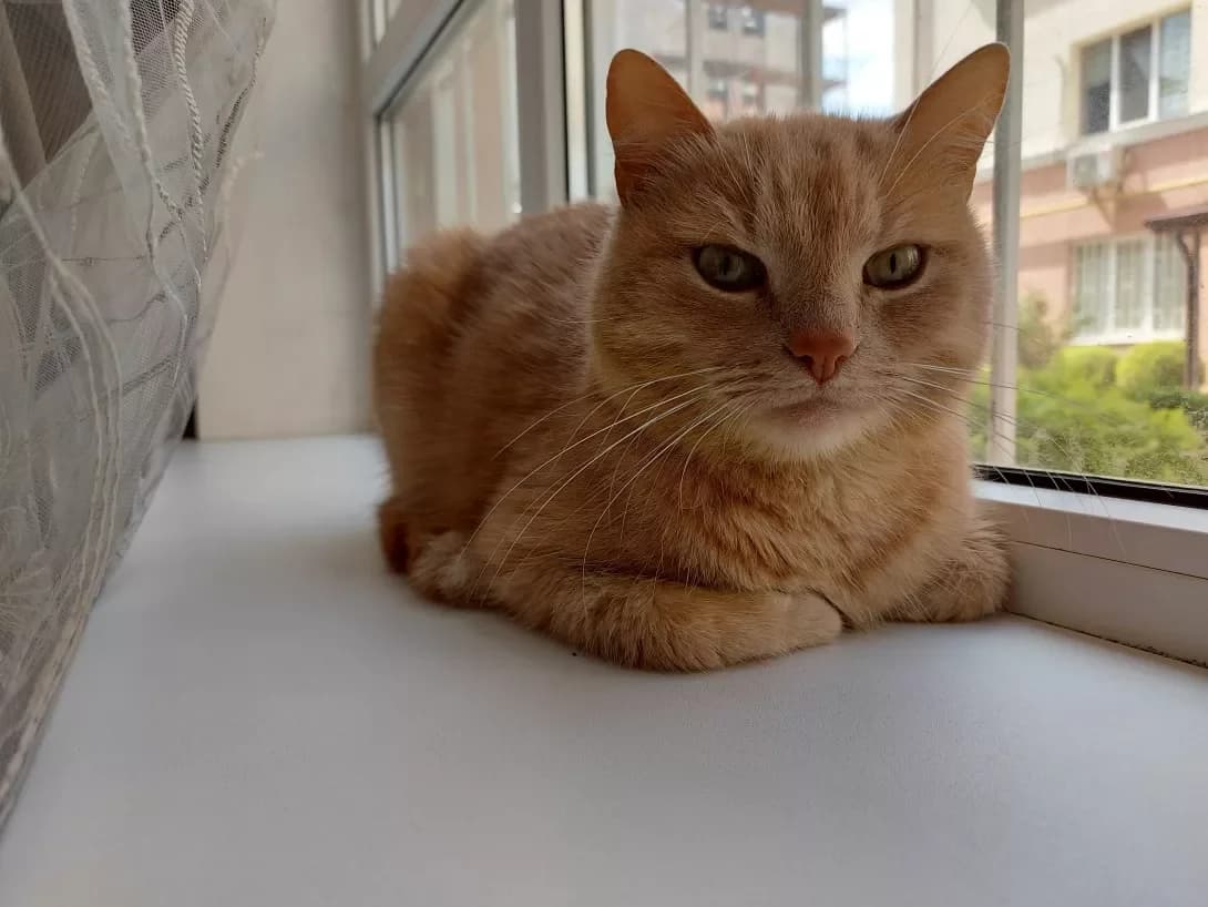 Tikhon (Тихон), male 6yo Mixed Breed for adoption at Happy Paw Kyiv Oblast